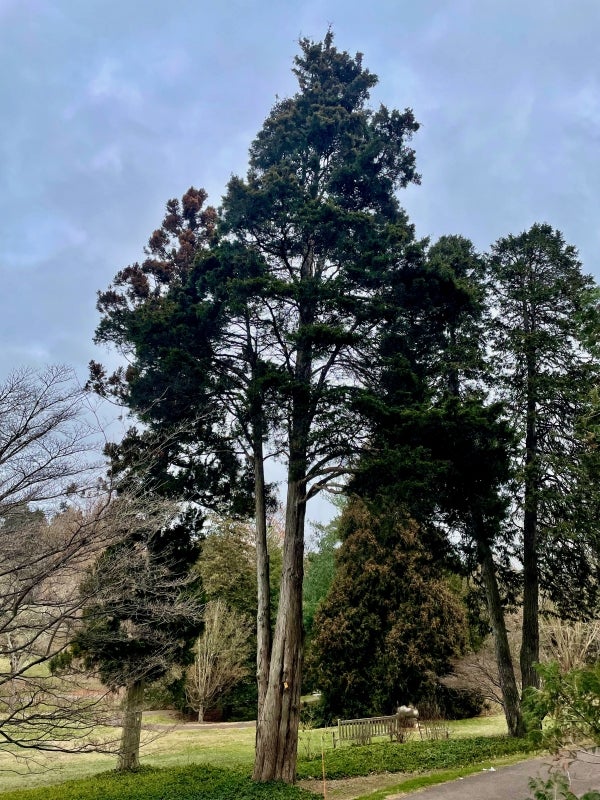 1936-6741*A Juniperus virginiana