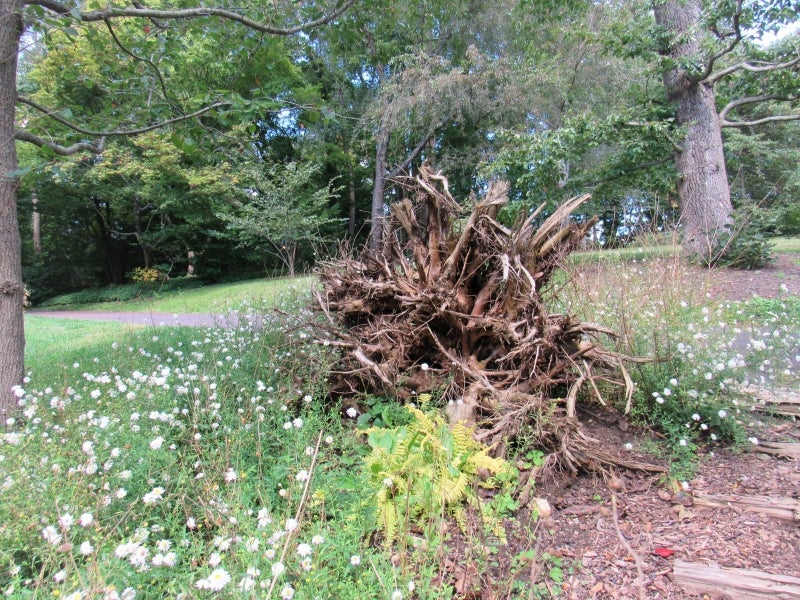 The Morris Arboretum Stumpery. Photo by Lynn Weaver.