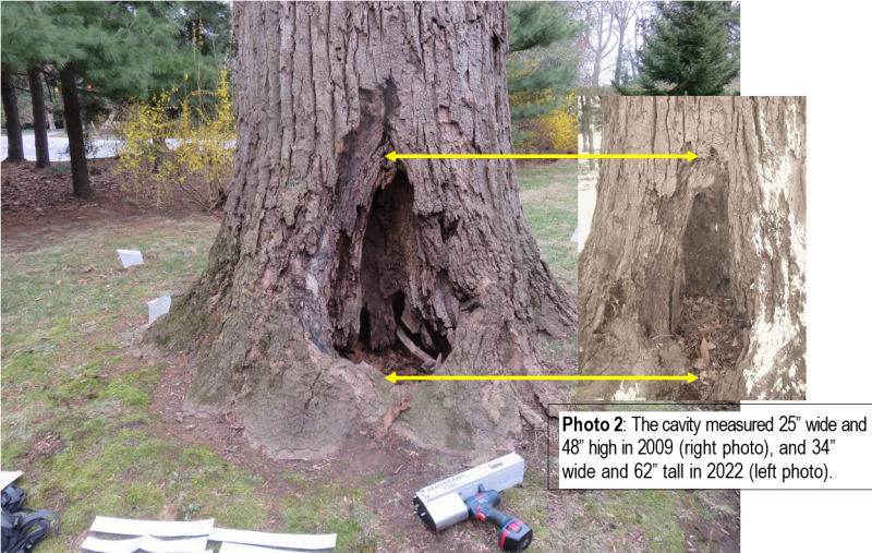 views of the tree cavity in 2009 and 2022