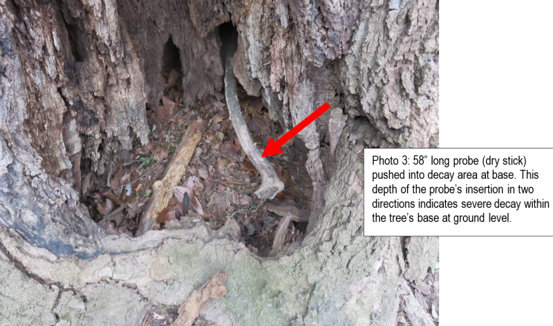 A stick probe pushed into the decay cavity of the tree.