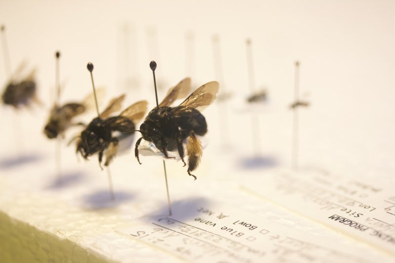 A pinned sunflower bee (Svastra obliqua)