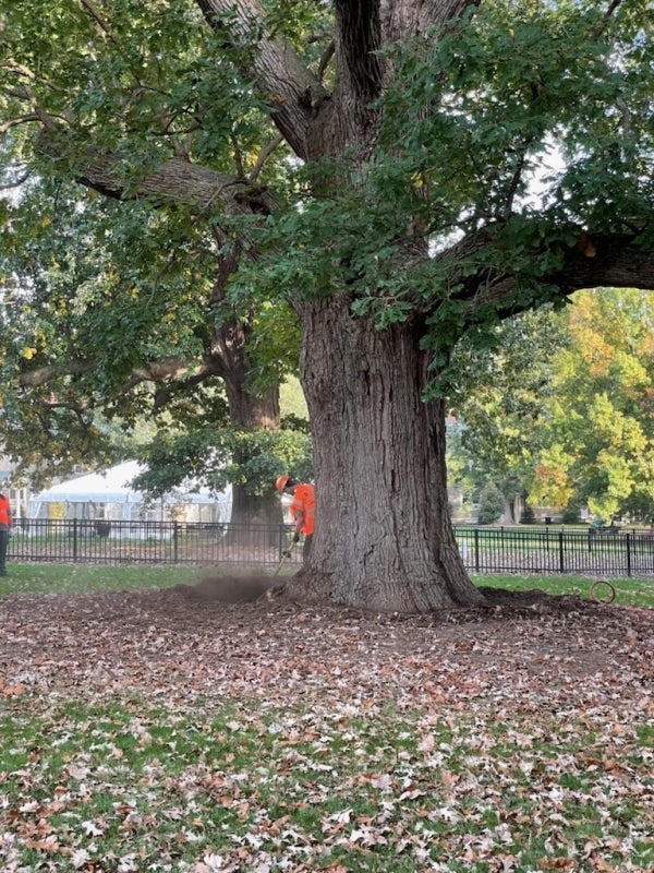 A 188-year-old bur oak tree at Haverford College Arboretum being assessed by staff for fungus at the base. Photo courtesy of Claudia Kent, Arboretum Director at Haverford College.