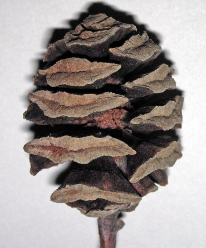Dawn-redwood cone. Glyptostrobus means “carved cone.” Both Glyptostrobus pensilis and Metasequoia glyptostroboides cones have an engraved appearance with spirally arranged scales showing median slits along the scale margins. James St. John, CC BY 2.0
