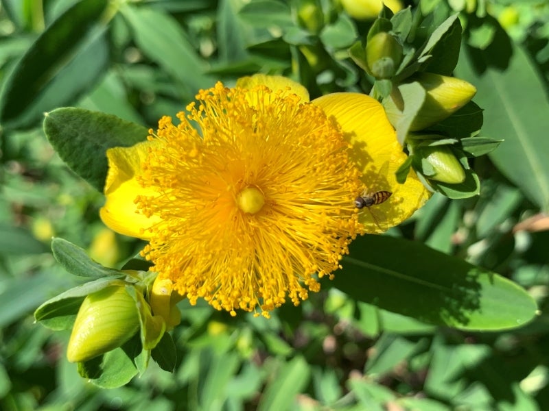 H. frondosum ‘Sunburst’ attracts bees, which are rewarded with pollen.