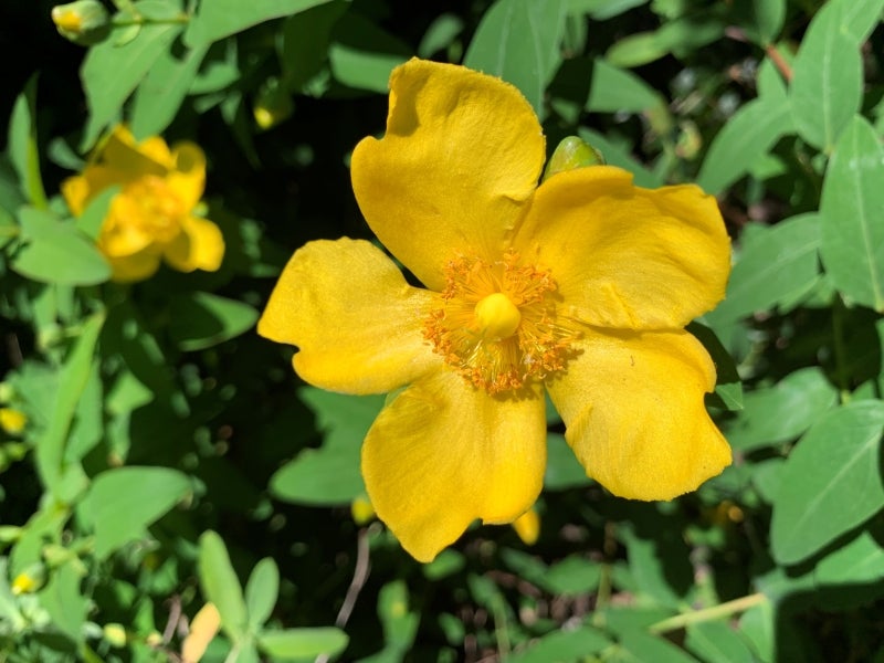 H. patulum ‘Sungold’ has a long season of bloom and provides excellent cut flowers.