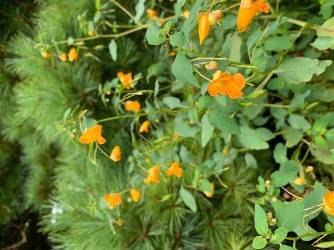 Impatiens capensis (jewelweed)
