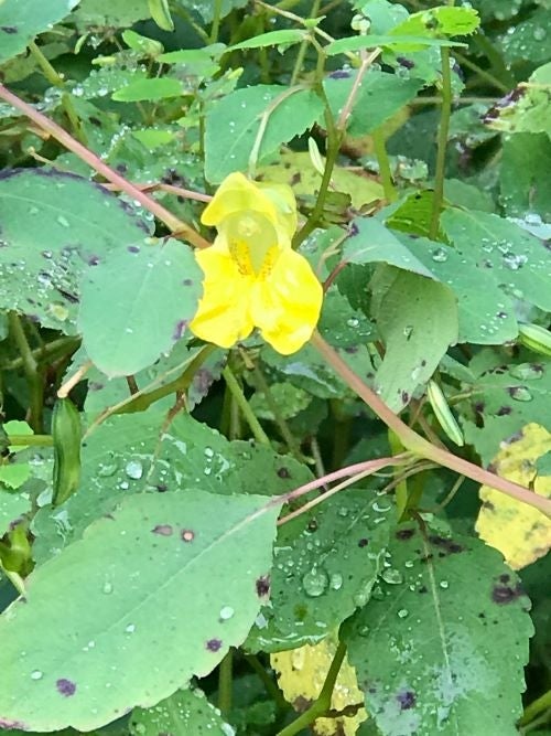 Impatiens pallida (pale jewelweed)