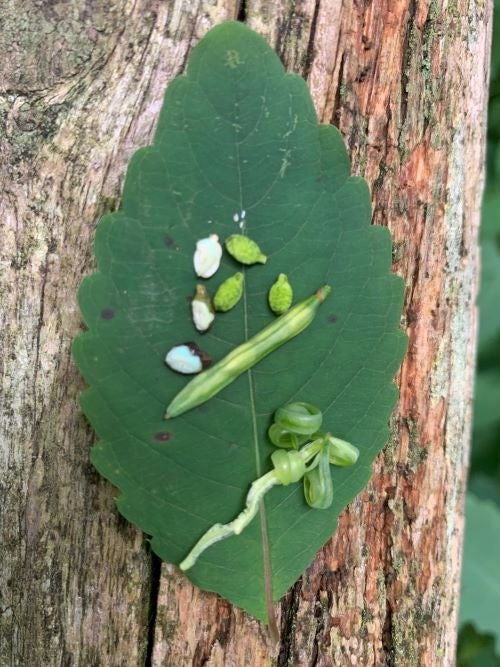 Impatiens capensis leaf at the Morris Arboretum