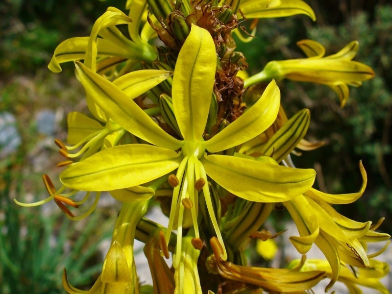 Yellow asphodel growing on Crete