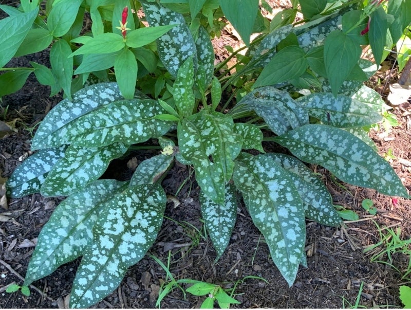 Pulmonaria sp. with spotted foliage, growing in a shaded area at the Morris Arboretum. The red and yellow flower is Spigelia marilandica. Photo by Katherine Wagner-Reiss.