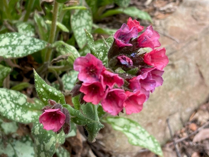 Pulmonaria ‘Raspberry Splash’ growing in a garden in a suburb of Philadelphia