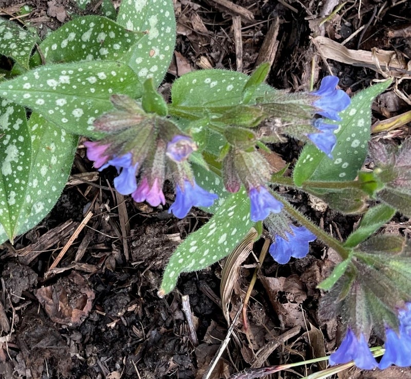 Pulmonaria sp. flowering at the Morris Arboretum.