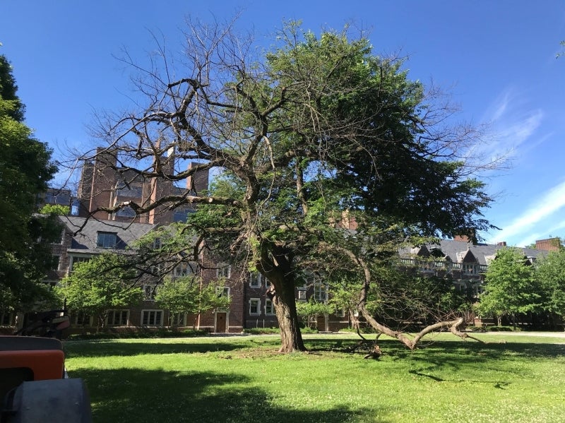 The ‘Quad’ Elm in June, 2022