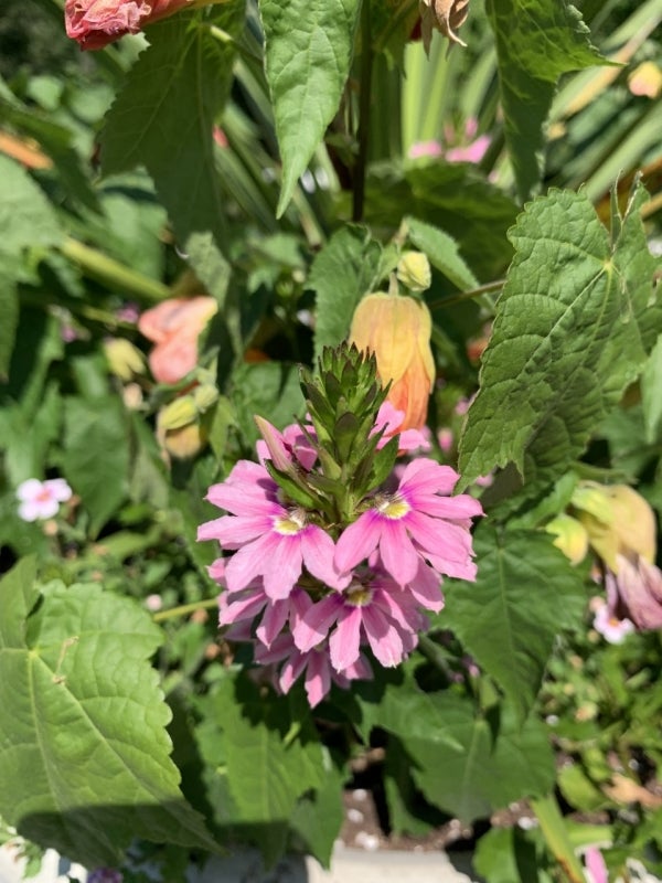 Scaevola aemula showing split pink corolla tubes