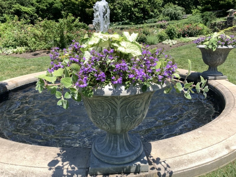 Purple Scaevola aemula in a planter