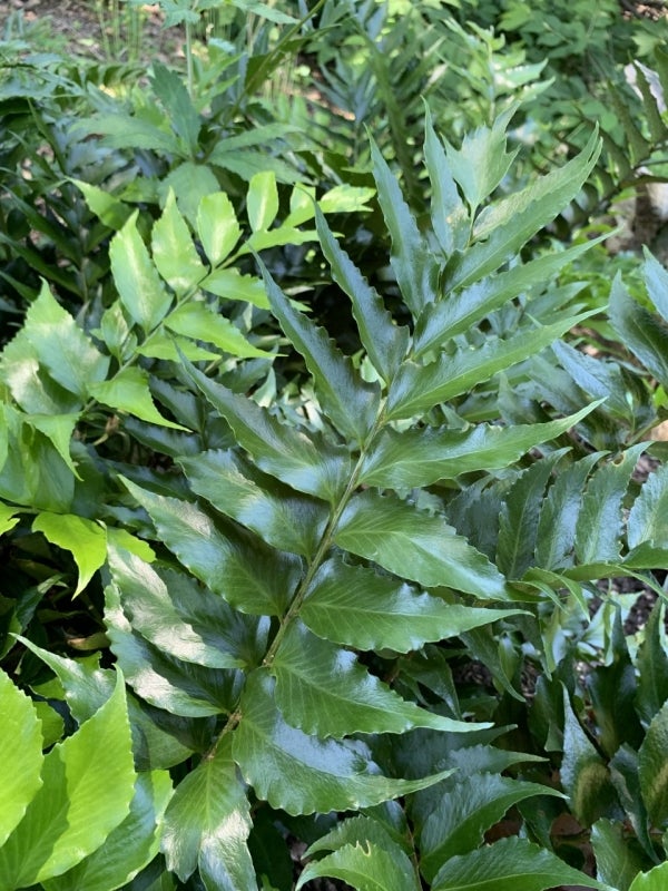 Cyrtomium falcatum ‘Rochfordianum’ (Rochford’s holly fern) in the Stumpery. Photo by Katherine Wagner-Reiss.