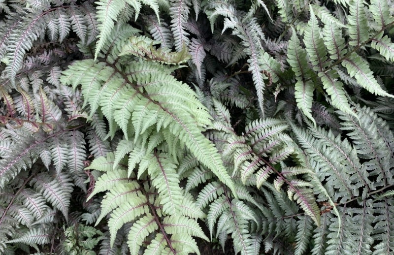 Athyrium niponicum var. pictum near the Morris Arboretum Springhouse. Photo by Katherine Wagner-Reiss.