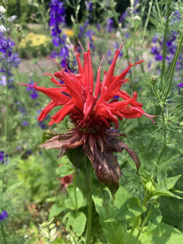 Monarda didyma in the Morris Arboretum Herb Garden.