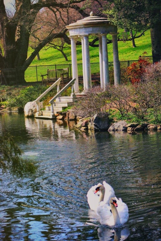 Two swans swimming in a pond with a white gazebo in the background. 