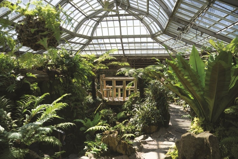 The inside of a fernery greenhouse with a glass ceiling, wooden bridge, and lots of green ferns.