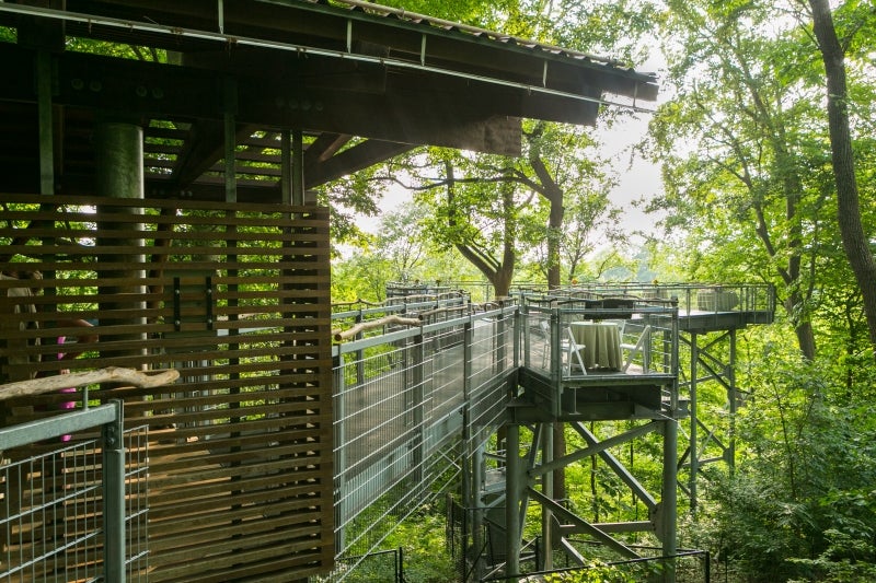 A view of an elevated platform in the treetops. 