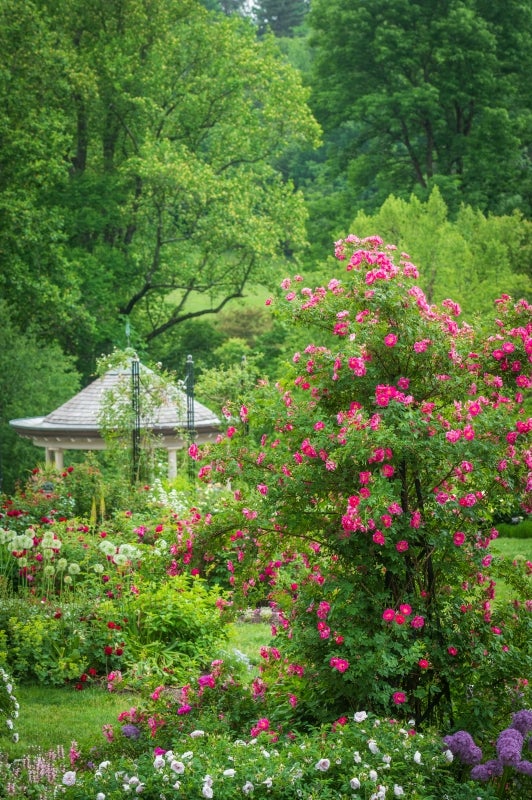 A climbing pink rose bush surrounded by other summer flowers with a summer house in the background.