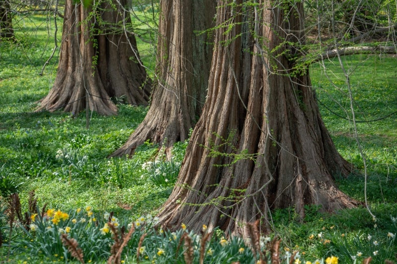 The large trunks of dawn-redwood trees surrounded by green grass and yellow and white spring flowers. 