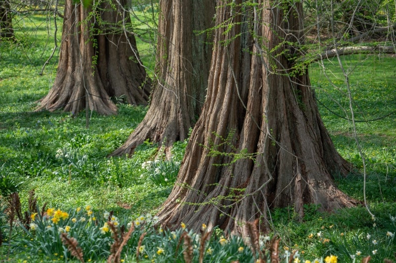 The large trunks of dawn-redwood trees surrounded by green grass and yellow and white spring flowers.