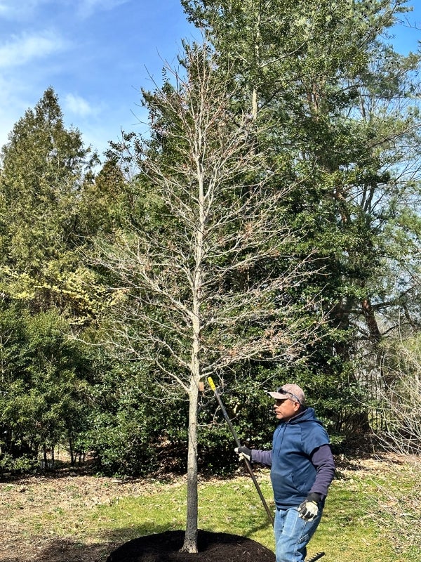 A man with a shovel stands next to a newly planted tree with no foliage.