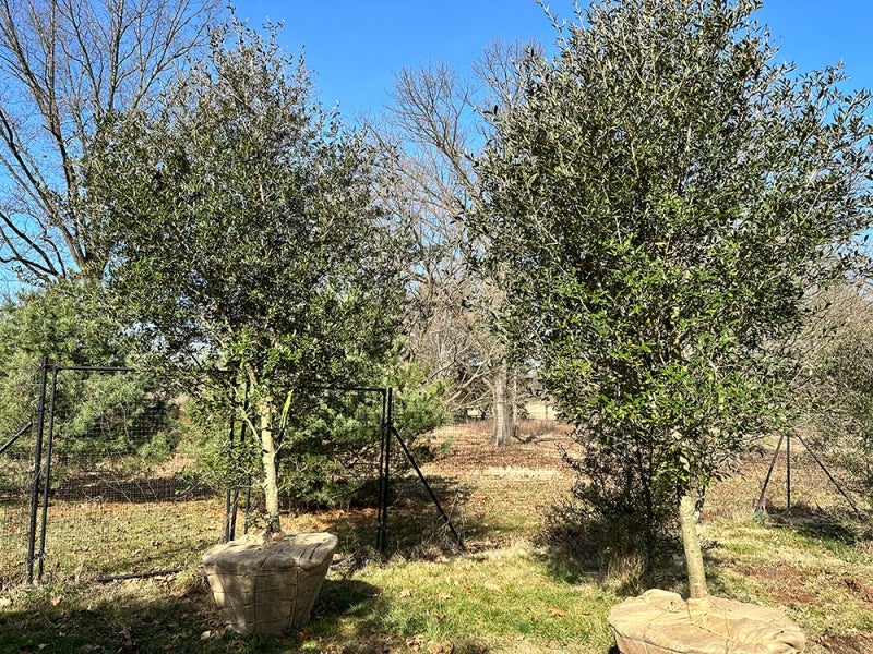 Two live oak trees with their roots wrapped in burlap. 