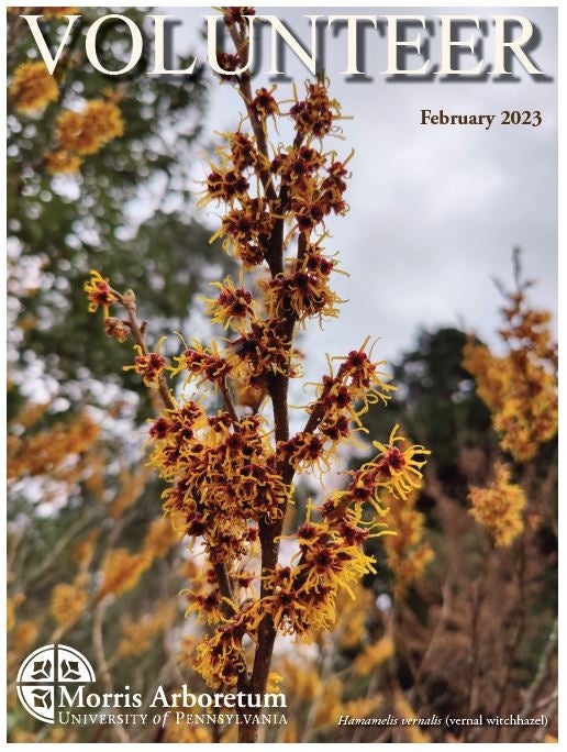 The cover of a Morris Arboretum February 2023 Volunteer Newsletter with yellow and red witchhazel flowers.