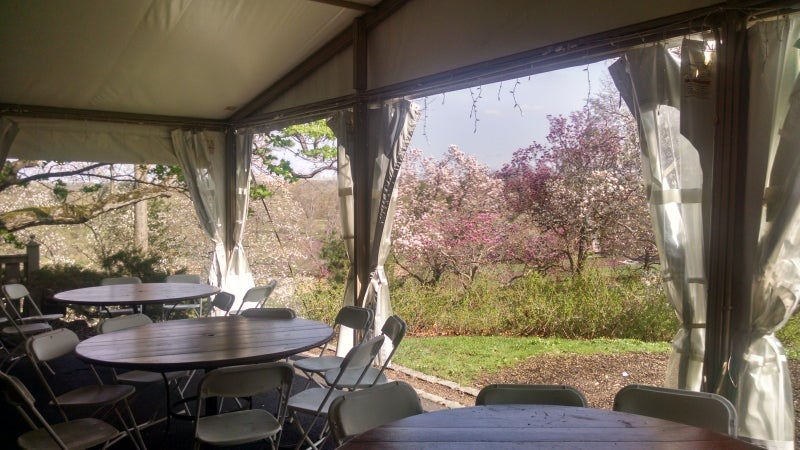 Tables and chairs in an outdoor tent with a backdrop of cherry blossoms. 