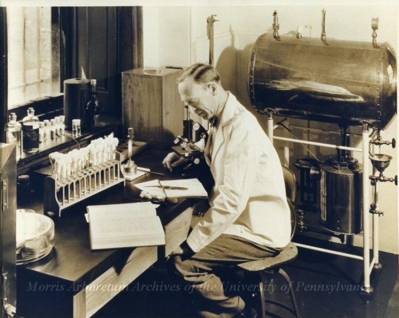 Penn botany professor Dr. Harlan H. York in the lab in Compton's basement kitchen, 1933.