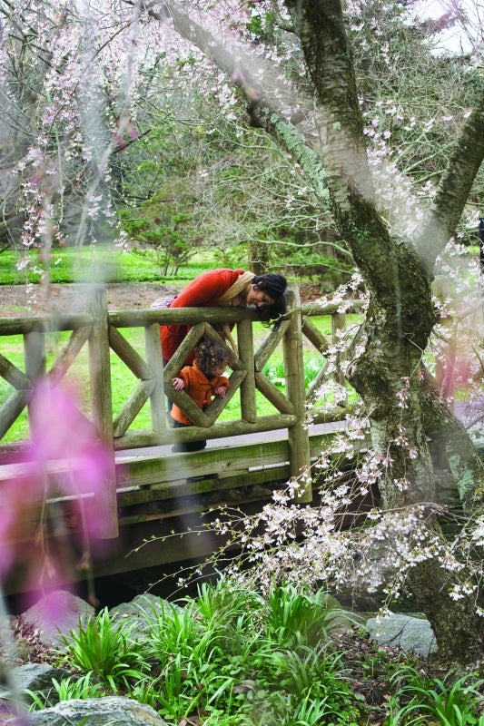 A mother and child look over a wooden bridge into a stream, surrounded by cherry blossom trees with pink flowers.