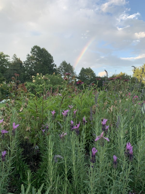 A rainbow crosses a cloudy blue sky above a field of wild flowers. 