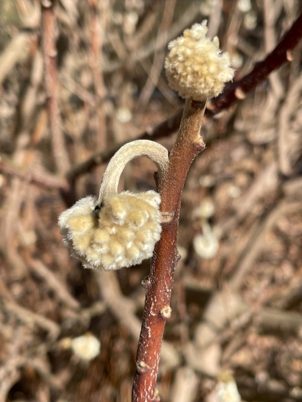 A small, fuzzy, beige flower bud. 