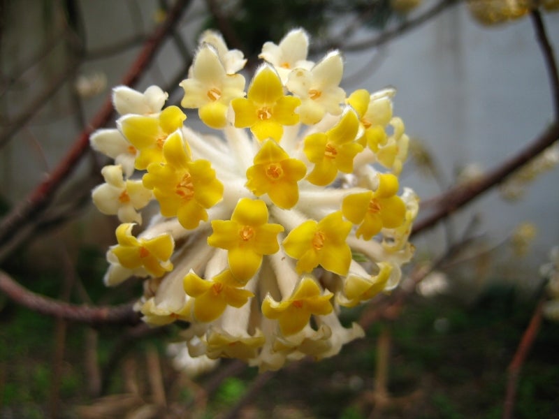 A small cluster of white and yellow flowers