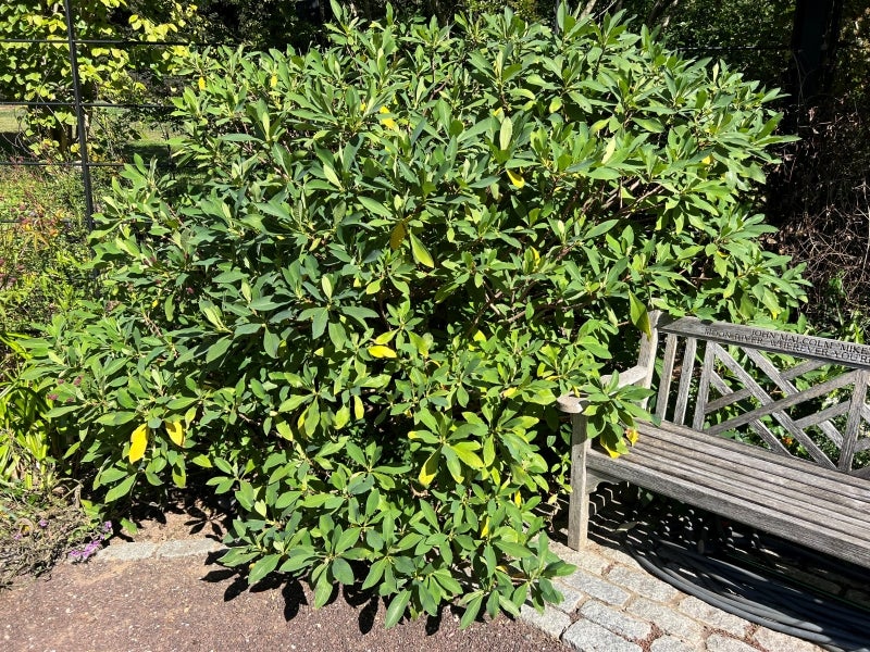 A large plant with green foliage grows next to a wooden bench.
