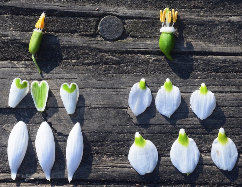 Dissected flowers of Galanthus nivalis (left), Leucojum vernum (right).