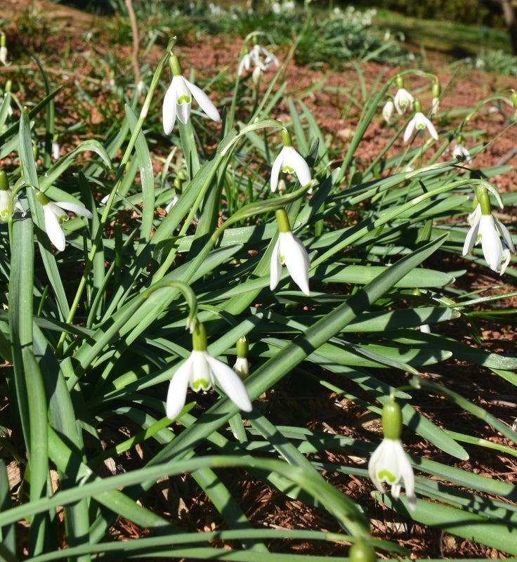 Galanthus nivalis (snowdrop) flowering. 