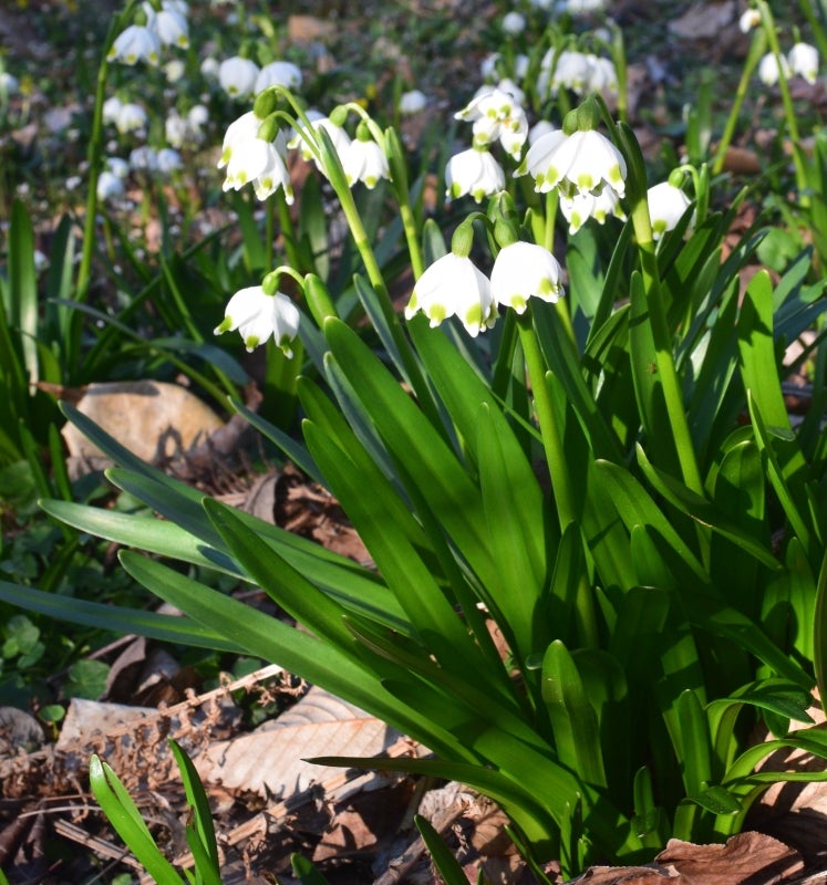 Leucojum vernum (spring snowflake) flowering.