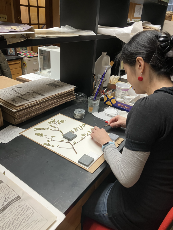 A scientist adds glue to a dried plant specimen resting on a piece of archival paper.