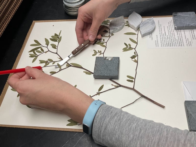 Hands holding specimen-mounting tools delicately apply a bit of glue to the underside of a leaf. Tile weights keep the rest of the specimen stuck down to the paper.  