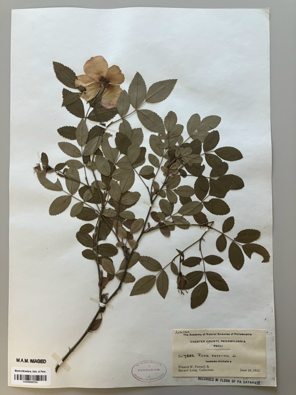 A dried clipping from a rose bush sits on herbarium paper. It has one flower and one bud. A label in the lower right corner describes information about the specimen. Various stamps and stickers along the bottom show the institutions where the specimen has been housed and various digitization milestones.  