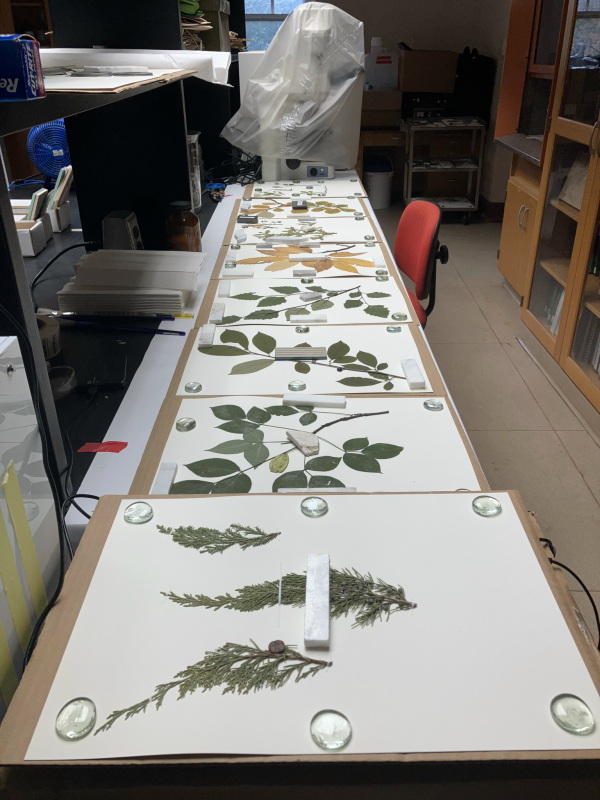 Eight specimens stretch in a line across a lab bench. They are mostly small tree branches or shrubs with a mix of green and yellow leaves.