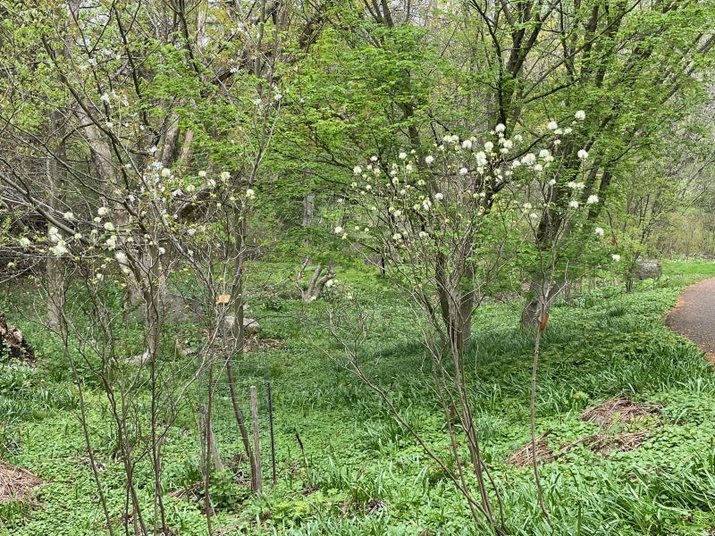 Two small, branchy plants with white flowers growing outdoors. 