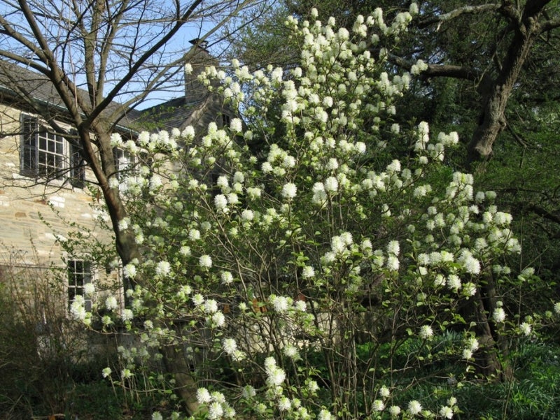 A large plant in bloom with white flowers.