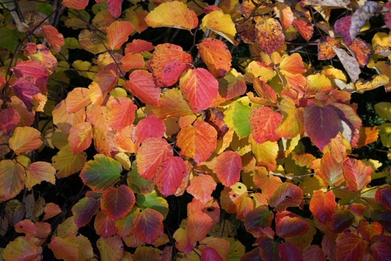 Red, yellow, and green leaves. 