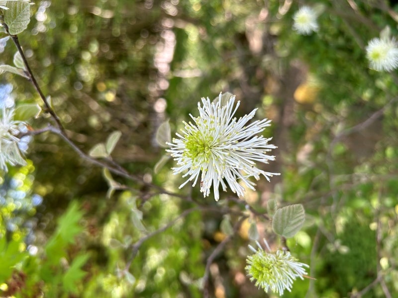 A light green and white flower with spiked petals grows on a branch. 