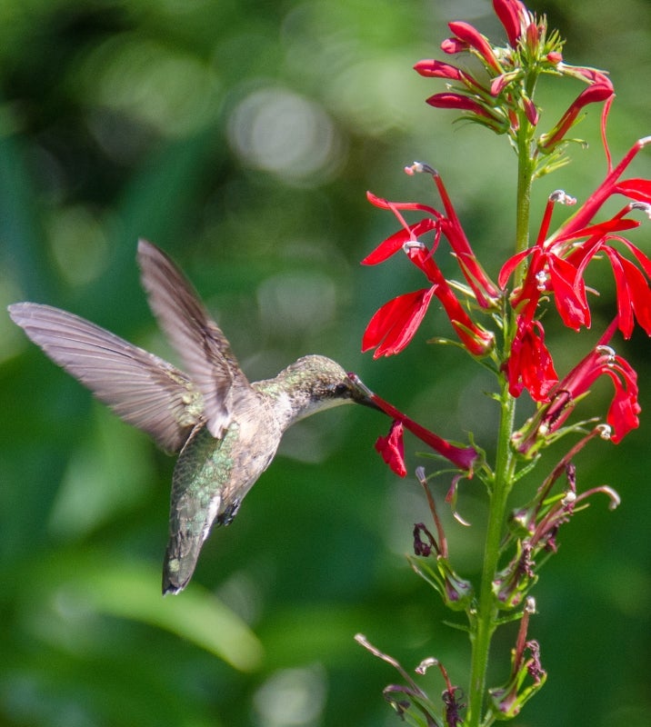 A hummingbird in mid-flight feed on the nectar of a tall red fower.